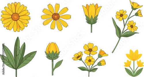 Yellow wildflowers illustration set with blooming flowers leaves stems and botanical elements for spring nature floral design collection