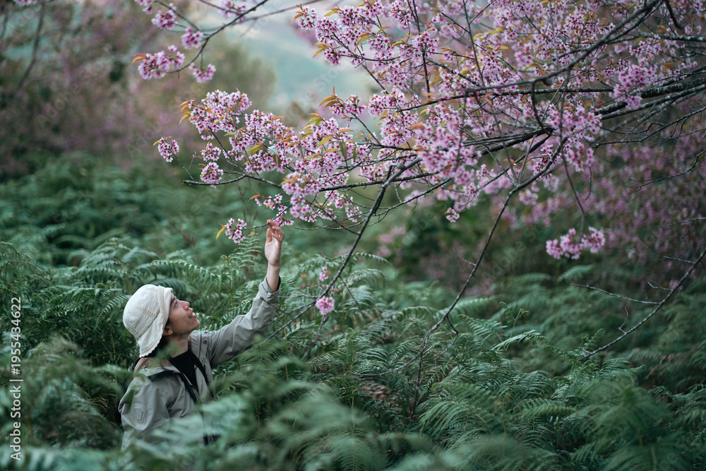 Obraz premium Woman nature flower sakura cherry blossom tree forest outdoor spring Peaceful woman nature reaching for pink sakura cherry blossom tree above green forest fern tranquil outdoor spring landscape