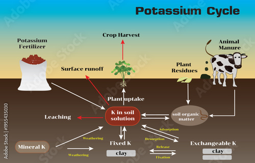 A detailed vector illustration of the potassium cycle showing nutrient movement between soil, plants, and the environment.
