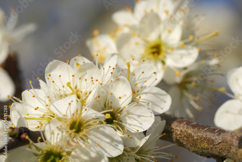 Delicate white Blackthorn blossoms, Prunus spinosa with golden stamens close up on a branch, illuminated by bright spring sunlight