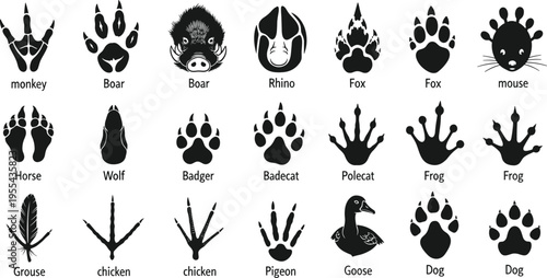 Animal tracks and wildlife silhouettes collection for education, biology, zoology, footprint identification and nature learning resources

📌 Keywords (all in one line)