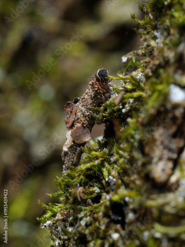 Bagworm moth larva Psychidae in its protective case eating moss on a mossy surface 