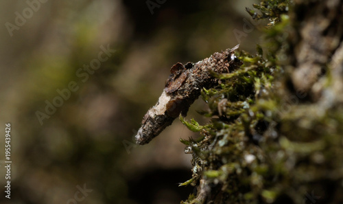 Bagworm moth larva Psychidae in its protective case eating moss