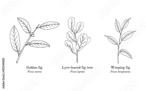Collection of edible and medicinal plants. Hand drawn botanical vector illustration