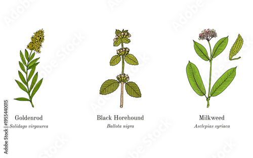 Collection of edible and medicinal plants. Hand drawn botanical vector illustration