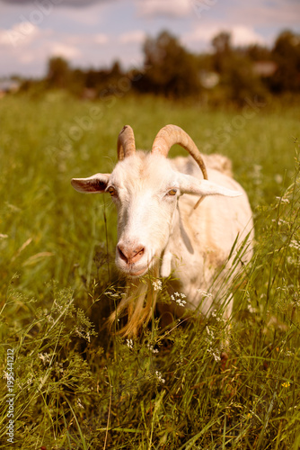 A white goat in a village in a field looking at the camera.
