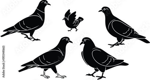 Five black pigeons in various poses on a white background showcasing their distinctive features and behaviors in a simple illustration