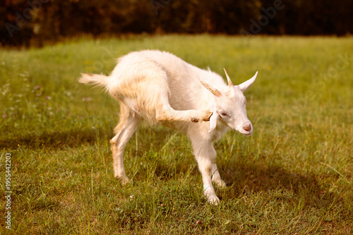  A white goat grazes in a clearing and scratches its ear with its hoof.