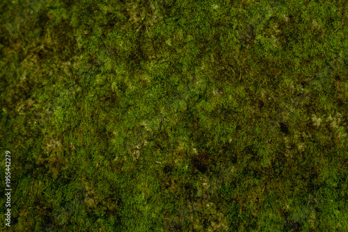 Photos Green moss texture natural background with organic forest ground pattern