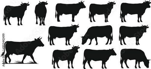Collection of black cow silhouettes in various poses and orientations, farm animal vector illustration for agriculture design