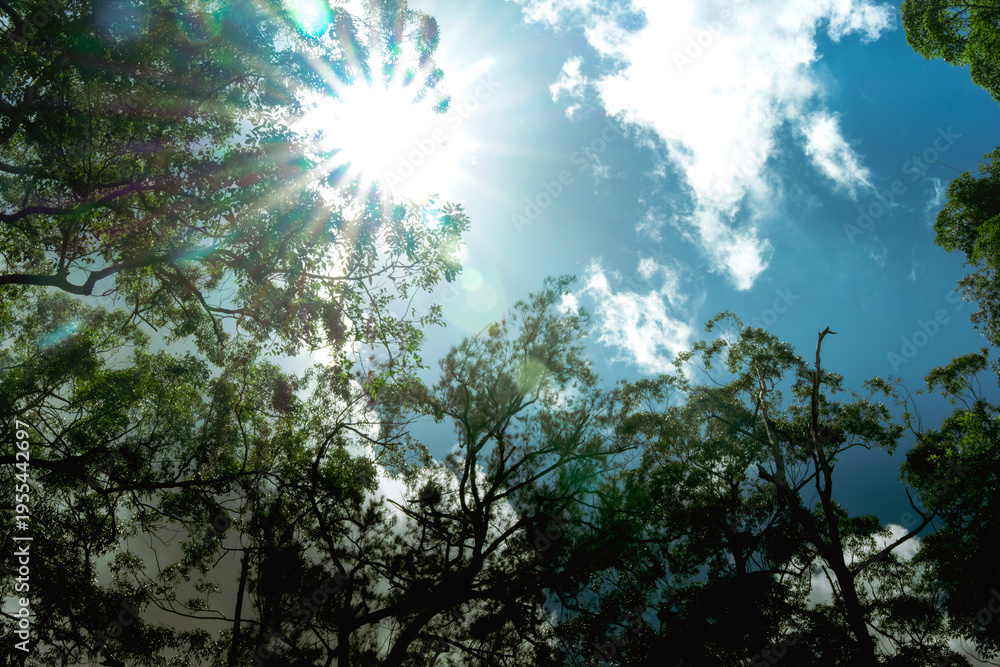 Fototapeta premium Sunlight shining through tree canopy with blue sky and clouds in forest
