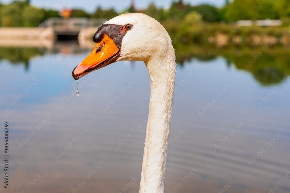 Fototapeta premium Swan with water droplet. Reflected swan head with falling water bead. Serene swan image featuring droplet and rippling lake background