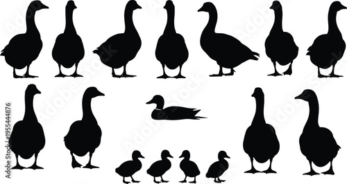 Silhouettes of ducks and geese with ducklings walking and swimming, wildlife bird illustration for education and identification