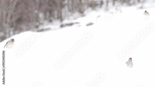 Flock of snow finches during the winter season (Montifringilla nivalis)