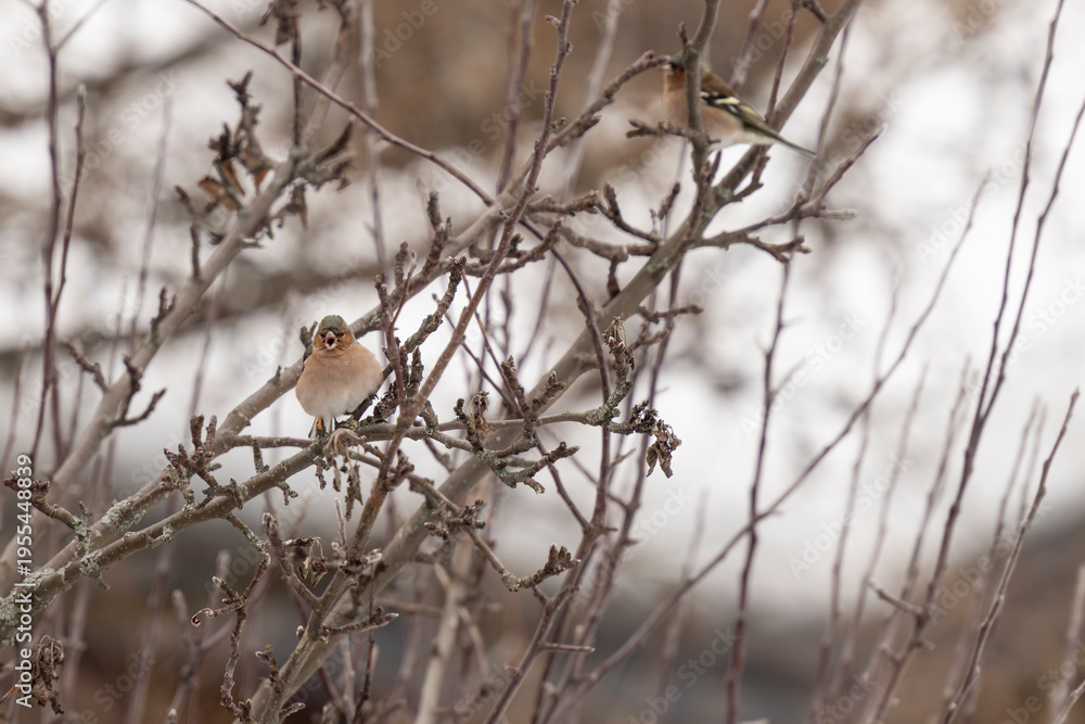 Fototapeta premium chaffinch on branch