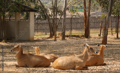 Schilderij op canvas Group of Nilgais (Boselaphus tragocamelus) resting and ruminating in an interesting formation overlooking the four directions in Bannerughatta Biological Park of indian subcontinent
