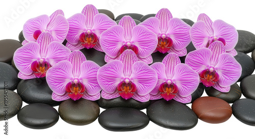 Pink orchid flowers on black stones for spa and wellness concept, isolated on white background