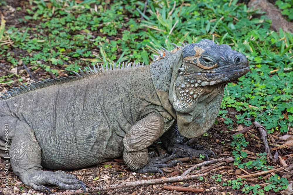 Fototapeta premium Blue Iguana (Cyclura lewisi)