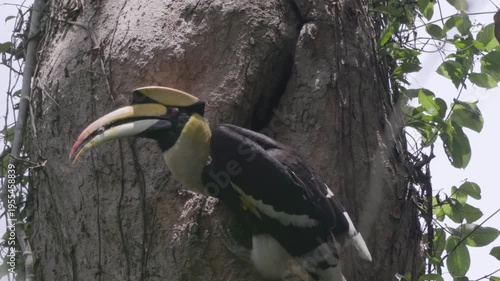 Great Hornbill Male Feeding its Family at the Nesting Hole.