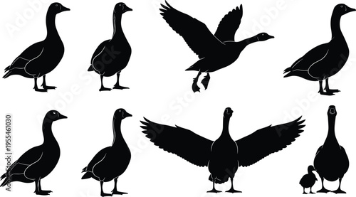 Set of goose silhouettes in different poses, black waterfowl birds collection including flying and standing geese isolated on light background