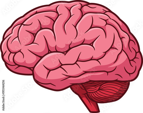 Cartoon style illustration of human brain in pink and red shades with detailed gyri, sulci, cerebellum, and brainstem, representing anatomy, cognition, and neuroscience