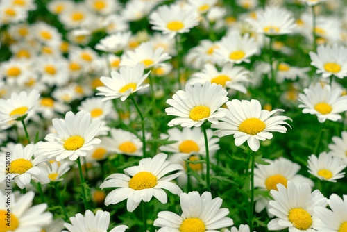 Field of North Pole flowers (mini marguerite) in full bloom, white spring flowers background
