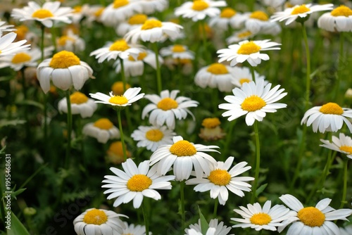 Field of North Pole flowers (mini marguerite) in full bloom, white spring flowers background
