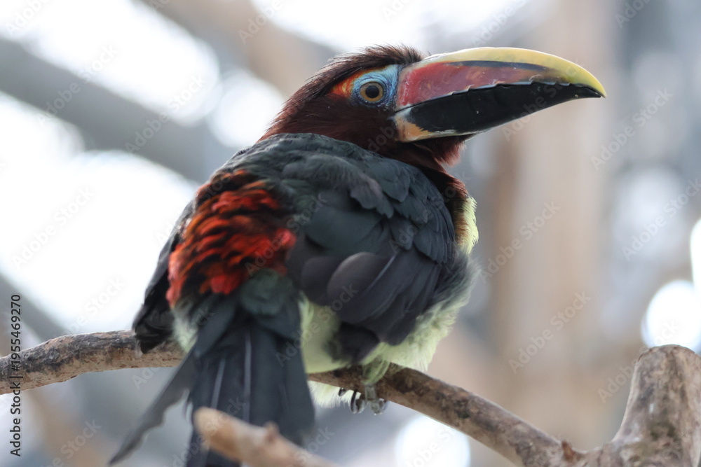 Fototapeta premium yellow billed toucan