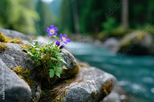 Bright purple flowers bloom on rocks beside a rushing river in a serene forest setting