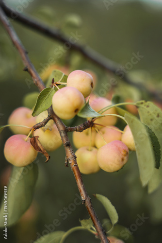 Close-up of small, ripening crabapples hanging from a tree branch.
