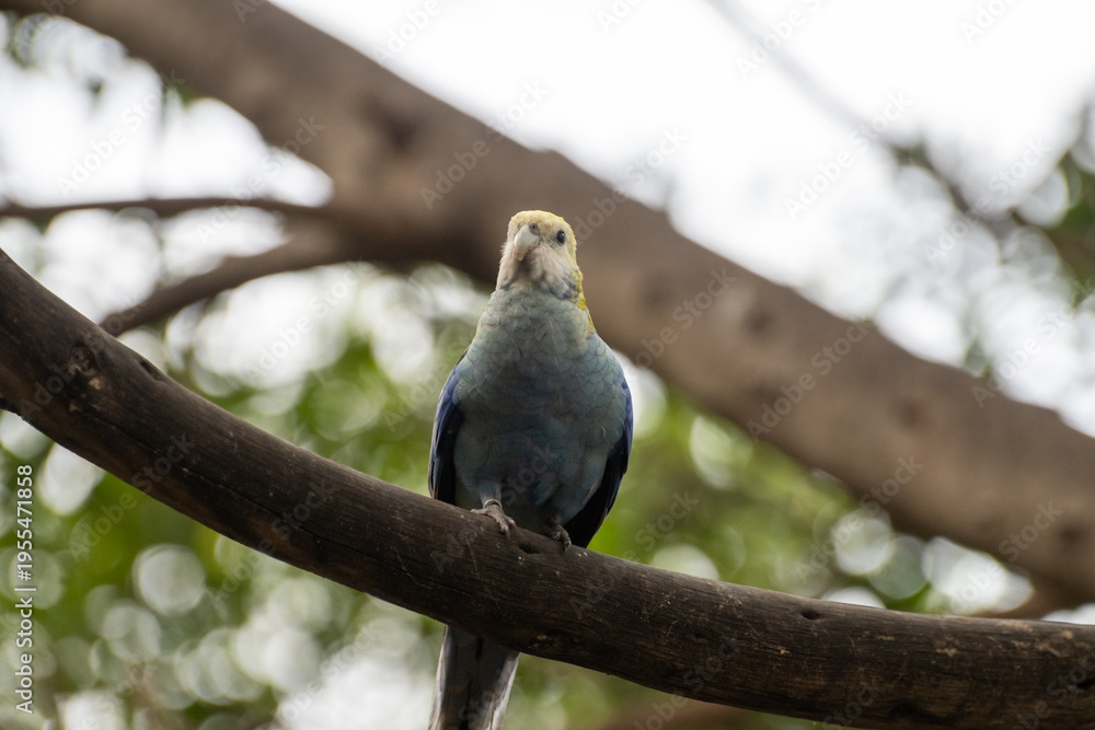 Obraz premium Different colorful parrots birds in Loro Parque on Tenerife close up on trees during morning feeding