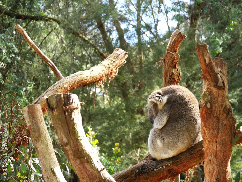 Fototapeta premium 木の上で眠るコアラ