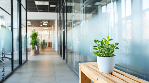 Modern office interior with potted plant on wooden bench, featuring frosted glass partitions and bright, inviting environment