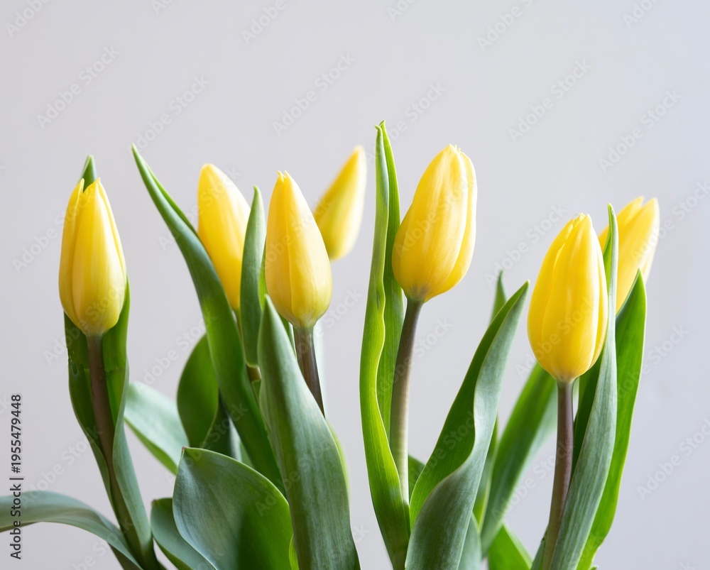 Fototapeta premium yellow and red tulips