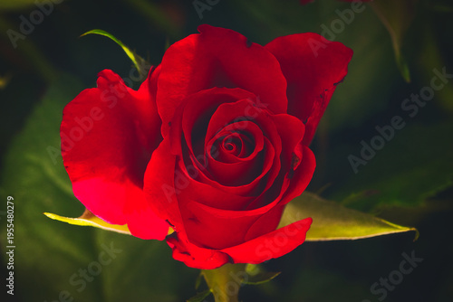 single red rose