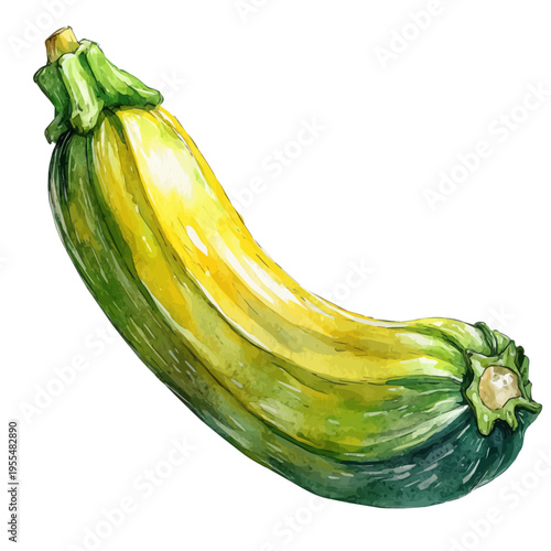 Zucchini, vibrant watercolor vector, isolated on a white background, high quality and detailed design.