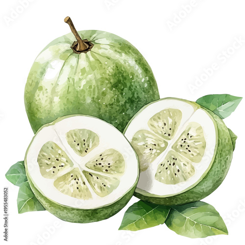 White Sapote, high quality watercolor, isolated on a white background, vibrant details.