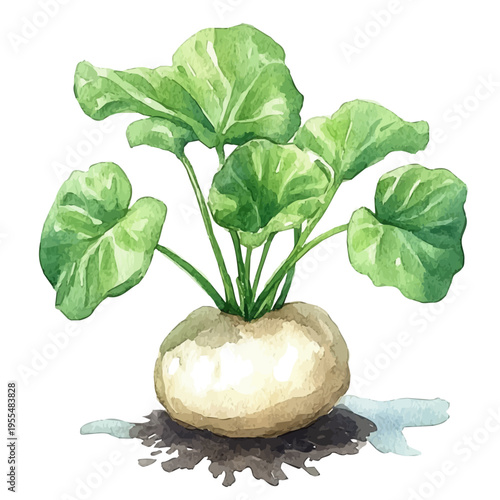 watercolor graphic of Taro Root illustration, isolated on a white background.