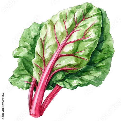 Swiss Chard, detailed watercolor painting, isolated on a white background.