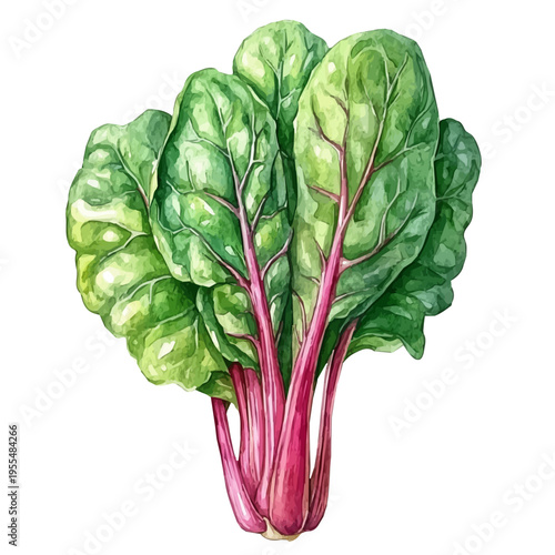 Swiss Chard, high quality watercolor, isolated on a white background, vibrant details.