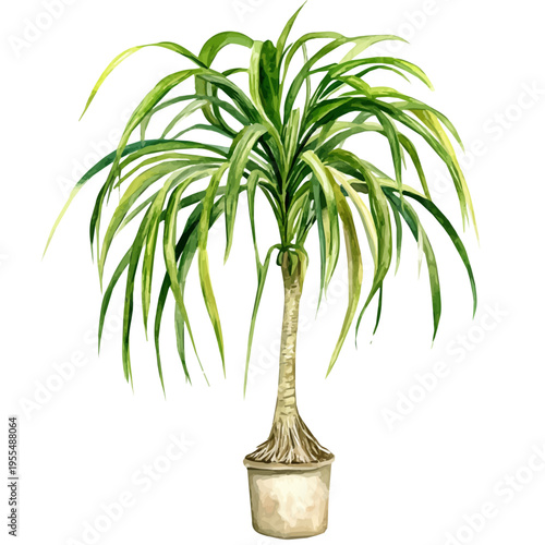 Ponytail Palm High Quality, watercolor painting with colorful accents, isolated on a white background.