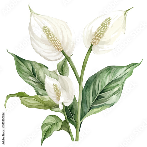 Peace Lily High Quality, watercolor clipart showing delicate textures and whimsical forms, isolated on a white background.