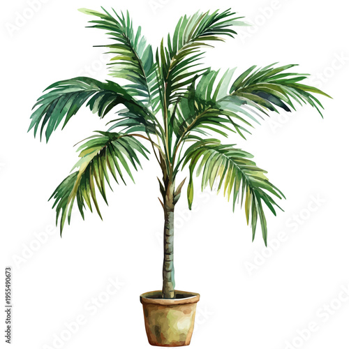 watercolor of Palm Plant High Quality draw graphic, isolated on a white background.