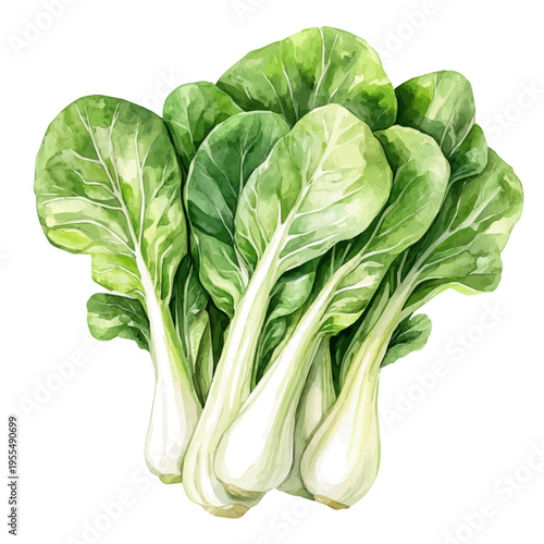 watercolor of Pak Choi High Quality painting, isolated on a white background.