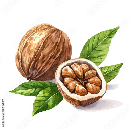 Nutmeg High Quality, watercolor clipart showing delicate textures and whimsical forms, isolated on a white background.