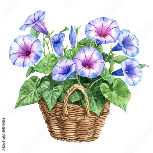 Morning Glory Bouquet In A Basket A, watercolor illustration featuring soft shadows and luminous, isolated on a white background.