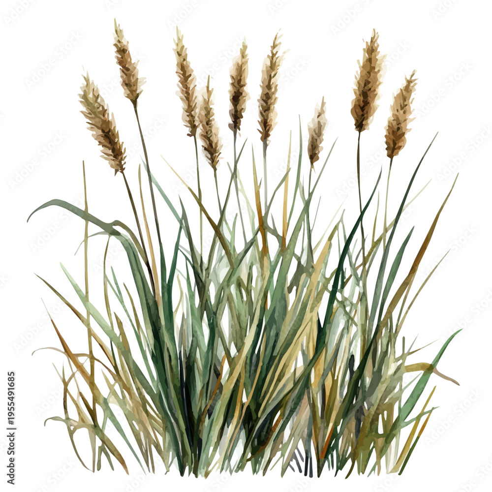 Fototapeta premium watercolor of Marsh Grass draw graphic, isolated on a white background.