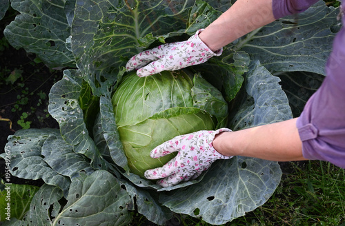 Bild auf Leinwand Harvesting fresh cabbage in a home garden during a sunny afternoon
