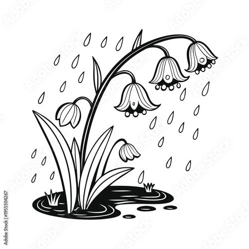 Vector illustration of rain lilies in black and white