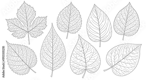 Detailed botanical leaf illustrations showcasing diverse leaf shapes and venation patterns for